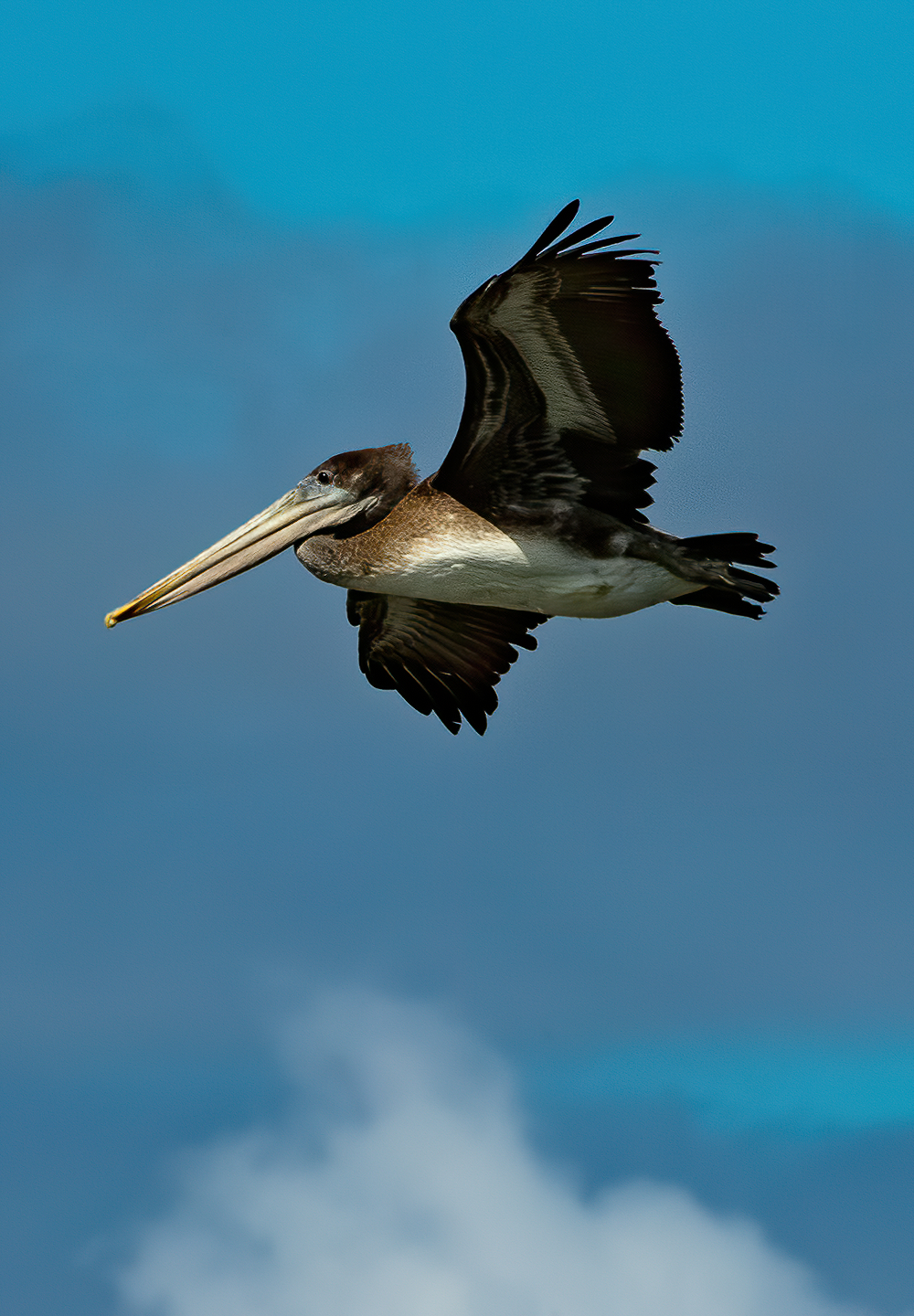 Washington Coast Pelicans 01